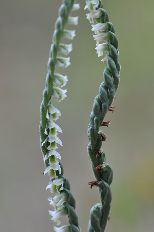 Spiranthes spiralis in Liguria.