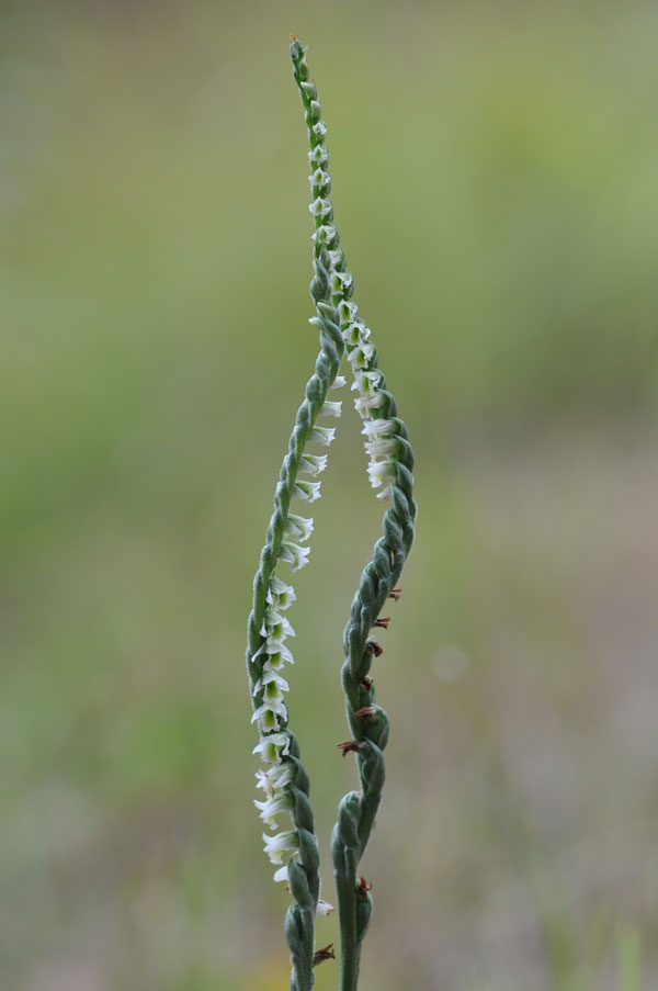 Spiranthes spiralis in Liguria.