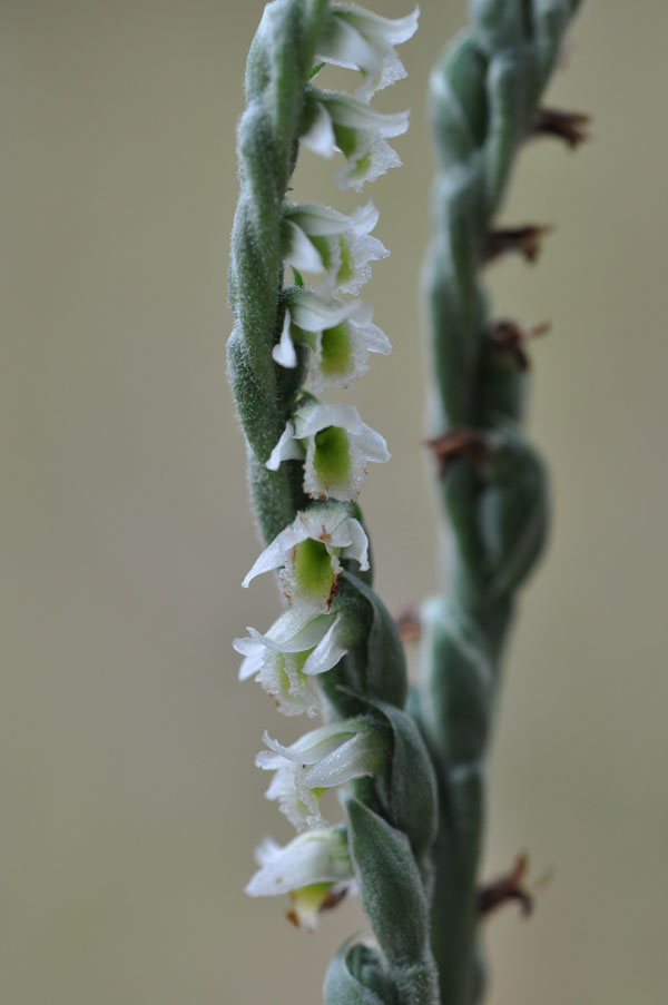 Spiranthes spiralis in Liguria.