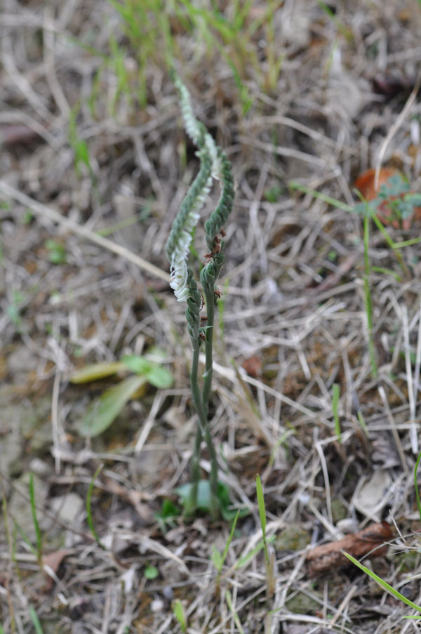 Spiranthes spiralis in Liguria.