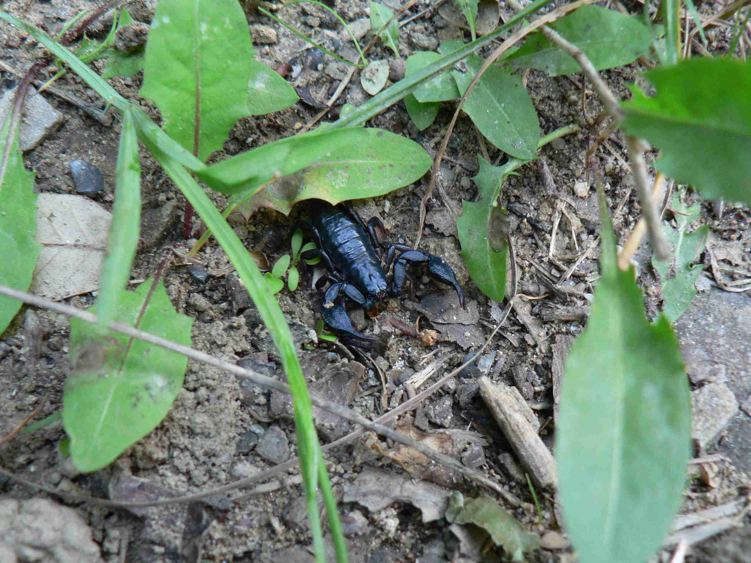 Euscorpius sp.