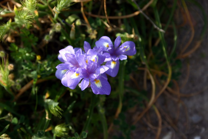 Gynadriris sisyrinchium