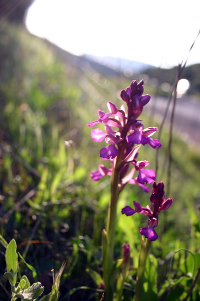 Orchis