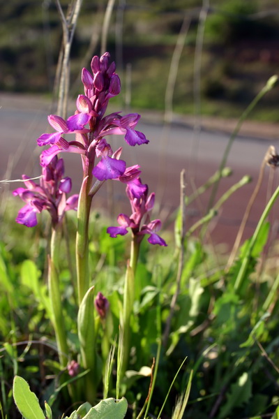 Orchis