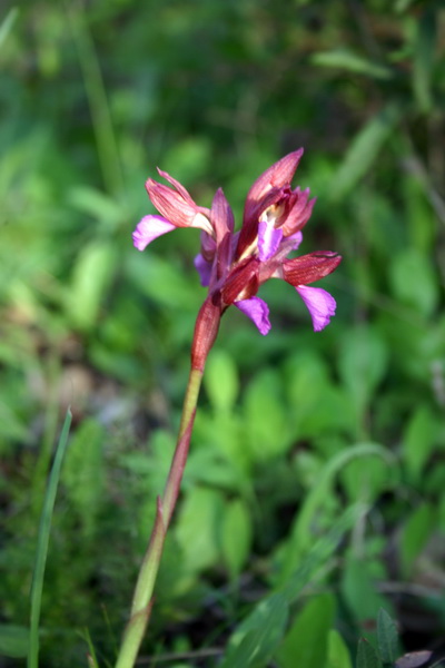 Orchis