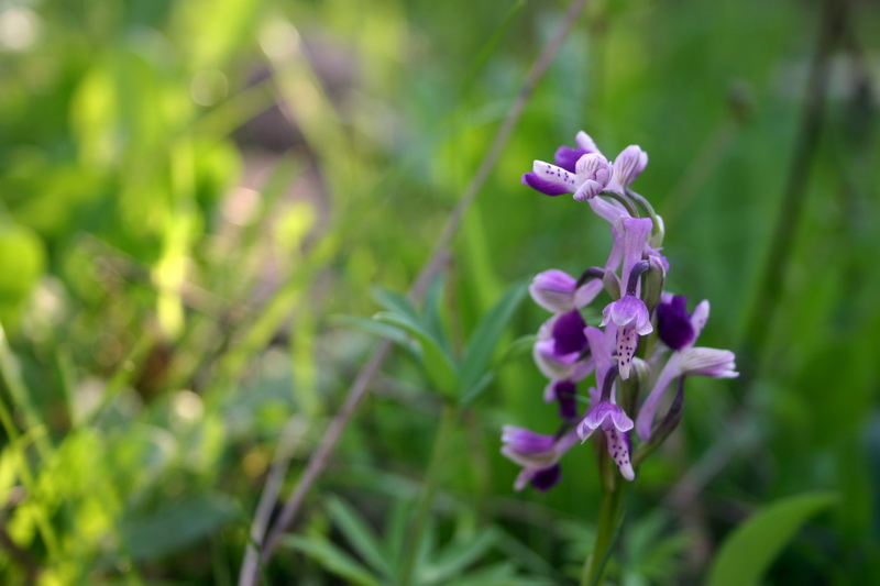 Orchis