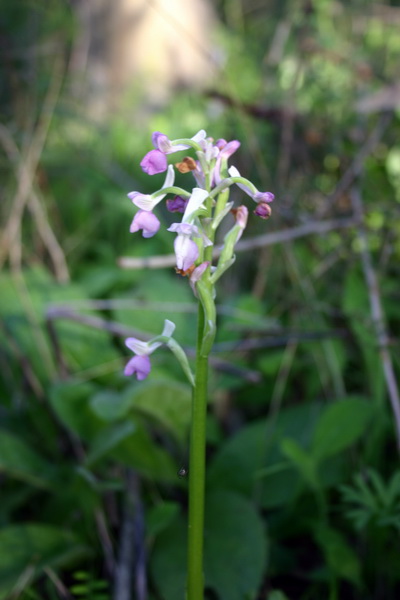 Orchis