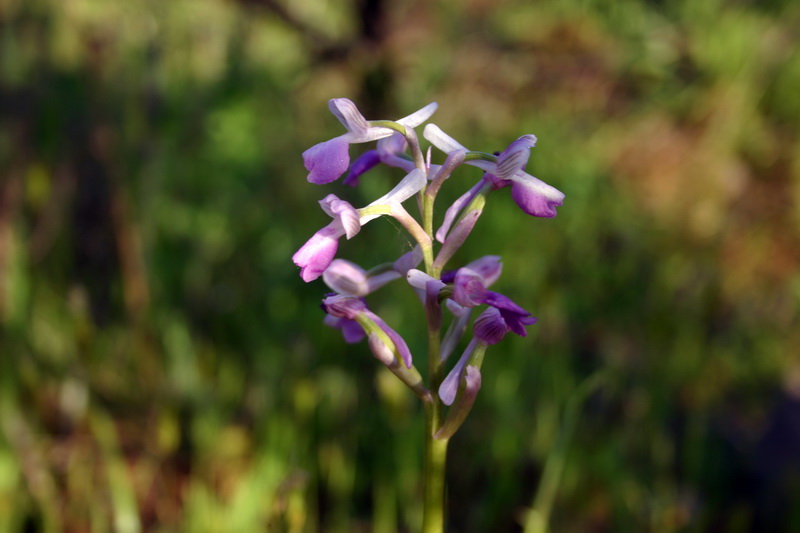 Orchis