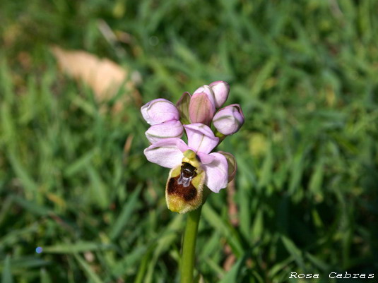 Ophrys tenthredinifera