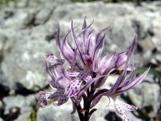 Orchidee del Supramonte di Oliena (NU)