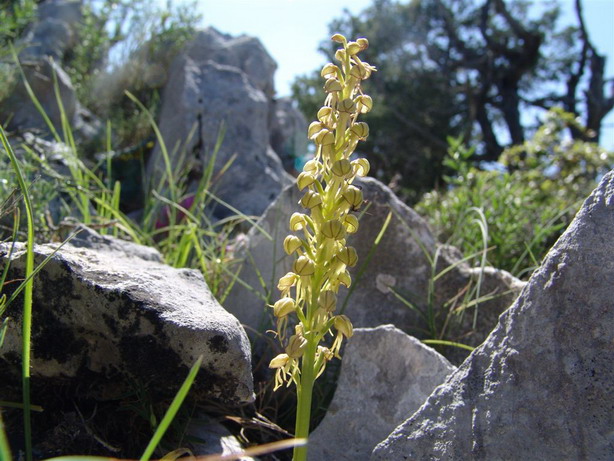 Orchidee del Supramonte di Oliena (NU)