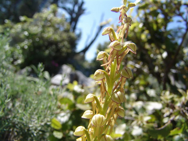 Orchidee del Supramonte di Oliena (NU)