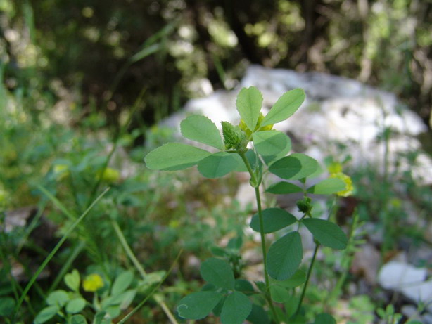 Trifolium campestre / Trifoglio campestre