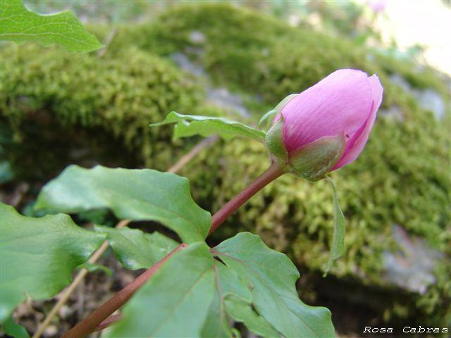 Peonie del Parco del Gennargentu (NU) - Paeonia morisii