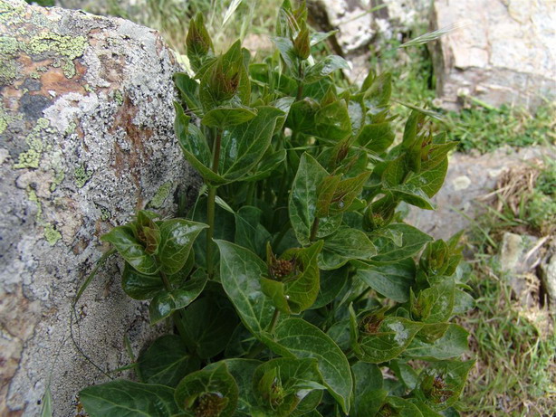 Vincetoxicum hirundiniana