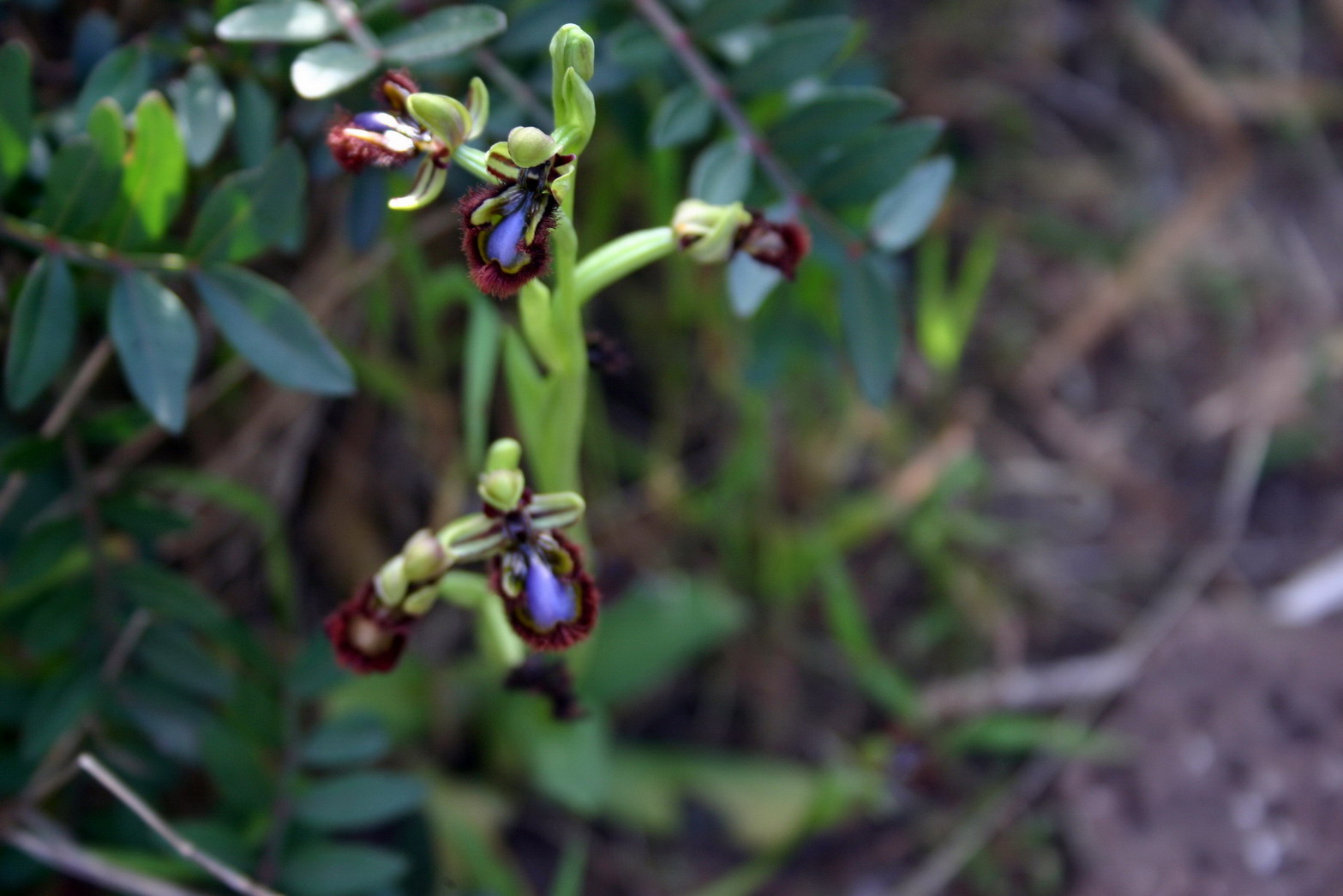 Ophrys vernixia