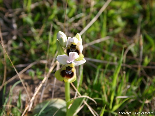 Ophrys tenthredinifera