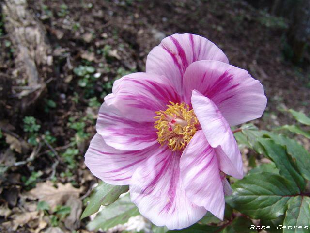 Peonie del Parco del Gennargentu (NU) - Paeonia morisii