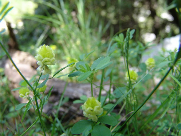 Trifolium campestre / Trifoglio campestre