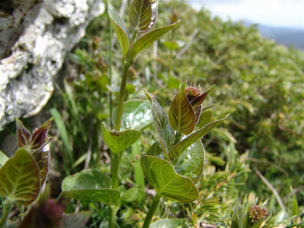 Vincetoxicum hirundiniana