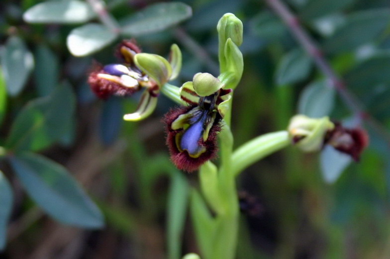 Ophrys vernixia