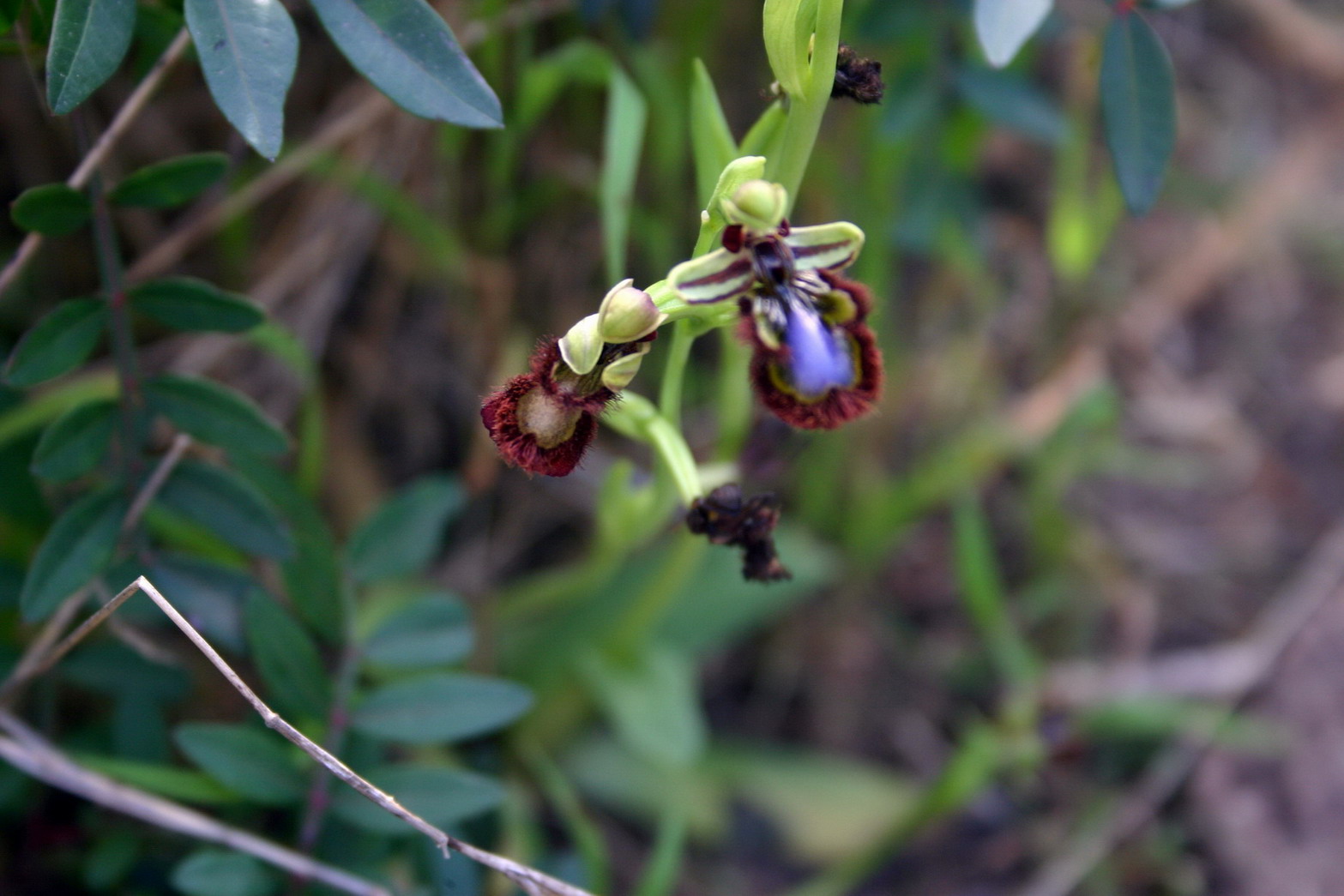 Ophrys vernixia