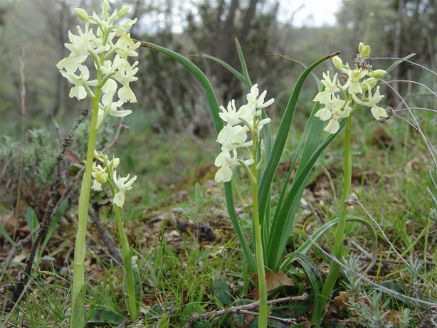 Orchis provincialis