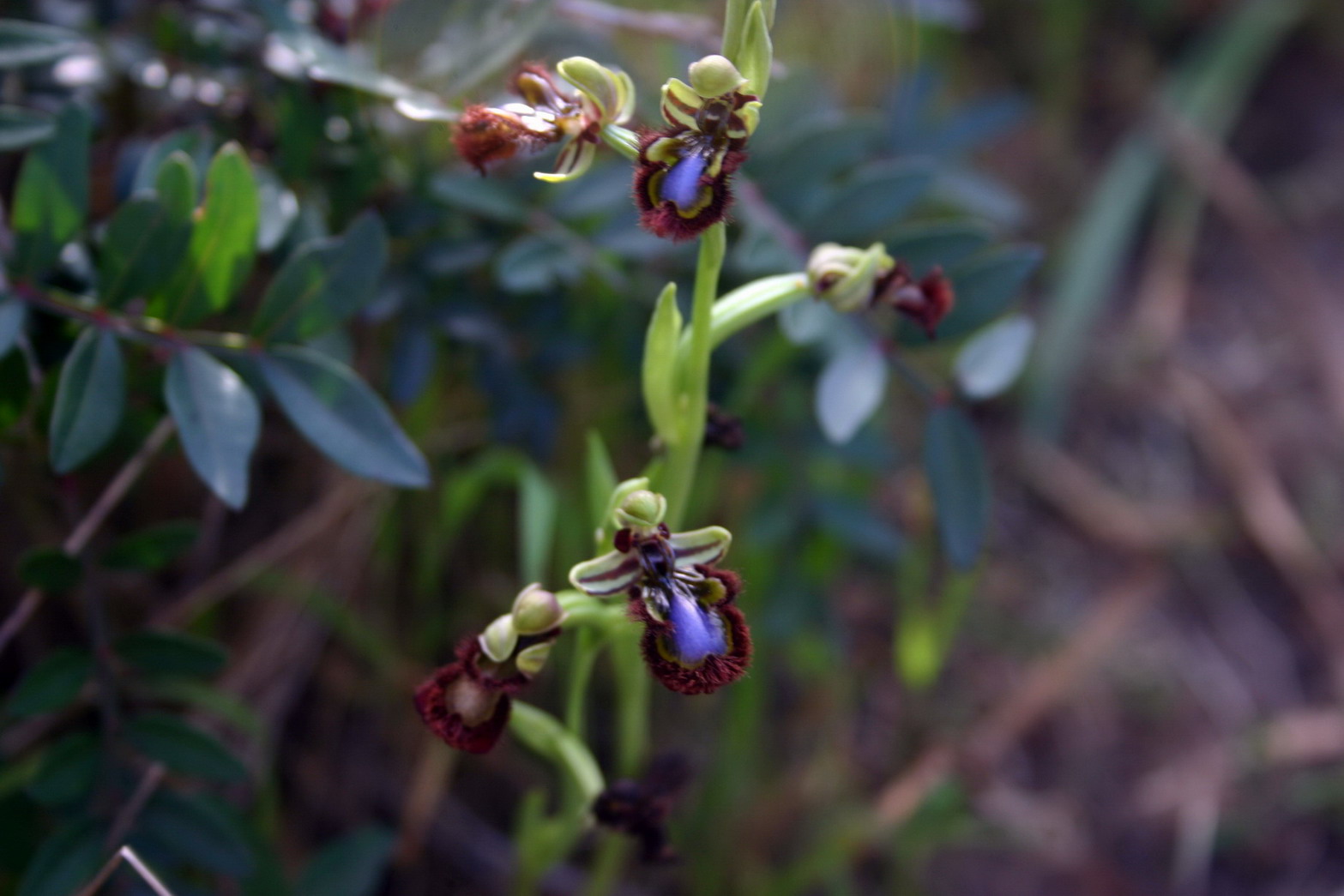 Ophrys vernixia