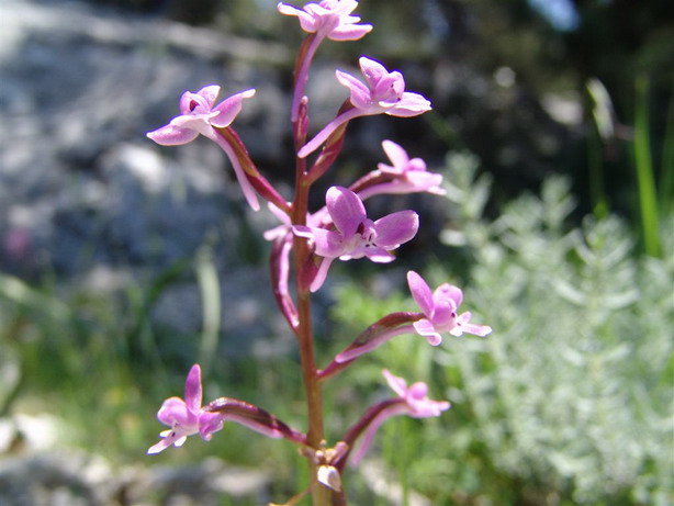 Orchidee del Supramonte di Oliena (NU)