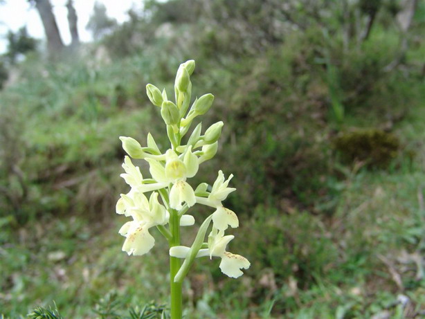 Orchis provincialis