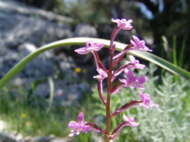 Orchidee del Supramonte di Oliena (NU)