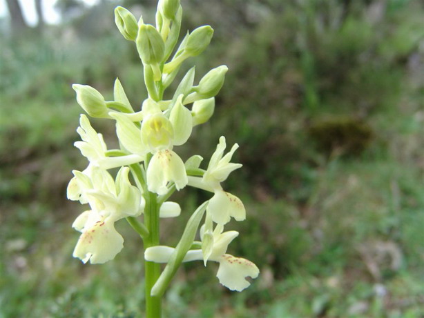 Orchis provincialis