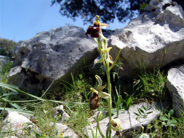 Orchidee del Supramonte di Oliena (NU)