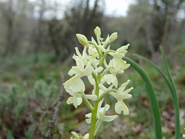 Orchis provincialis