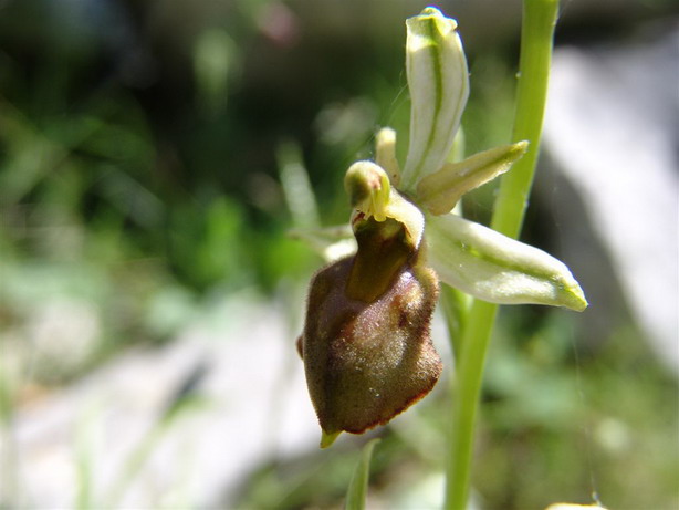 Orchidee del Supramonte di Oliena (NU)