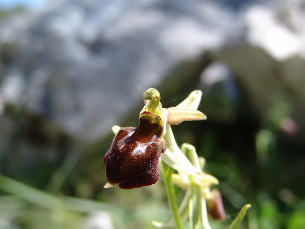 Orchidee del Supramonte di Oliena (NU)