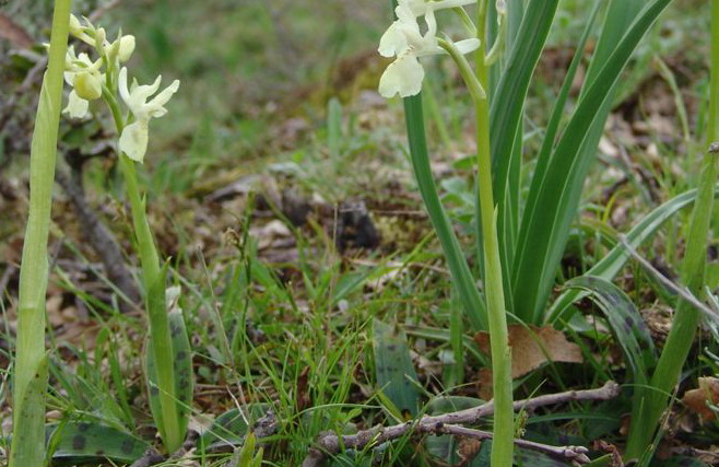 Orchis provincialis