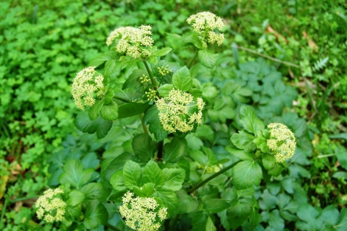 Smyrnium olusatrum / Corinoli comune, Macerone