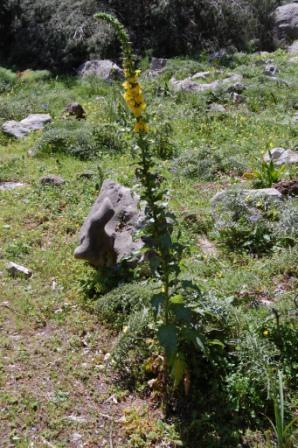 Verbascum creticum / Verbasco del Patriarca