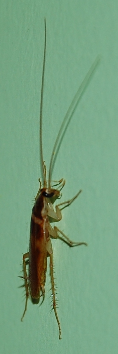 Supella longipalpa