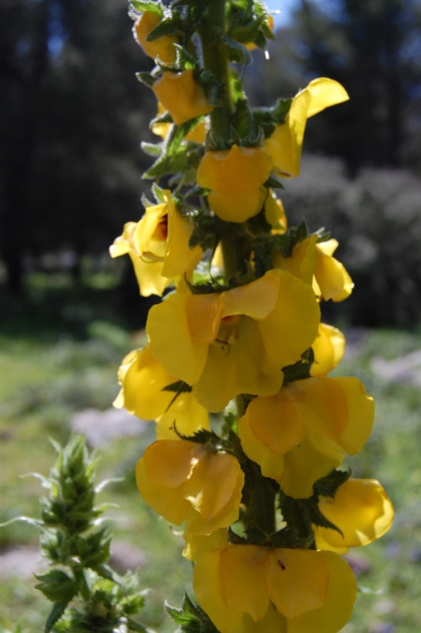 Verbascum creticum / Verbasco del Patriarca