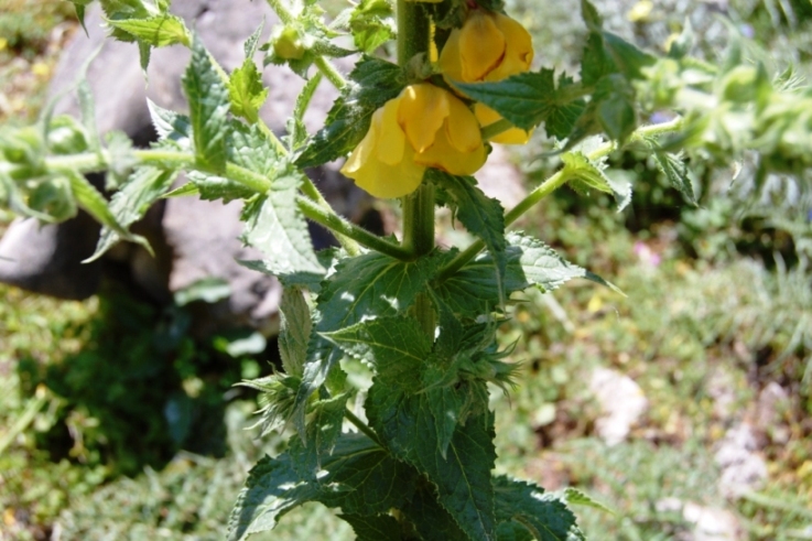 Verbascum creticum / Verbasco del Patriarca