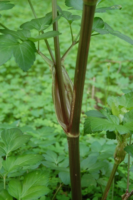 Smyrnium olusatrum / Corinoli comune, Macerone