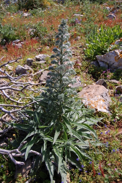 Monte Pellegrino (PA) - Echium italicum s.l.