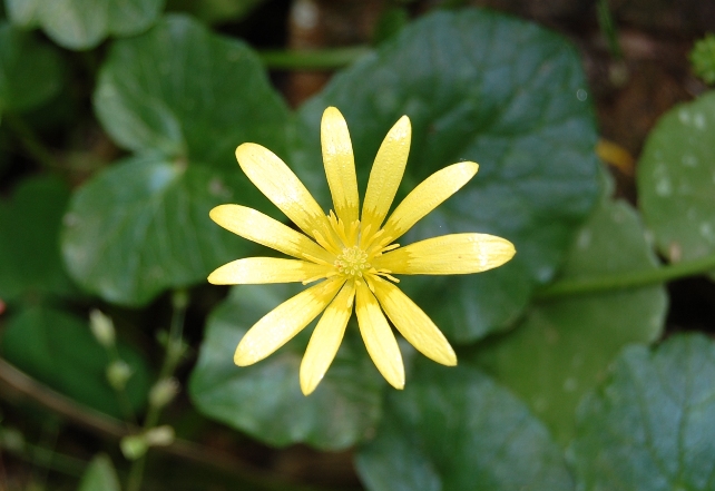 Piante RNO Monte Pellegrino - 2 - Ranunculus ficaria