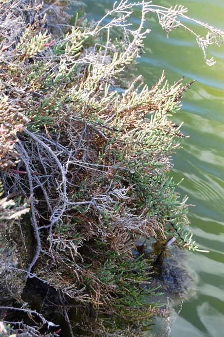 Salicornia?