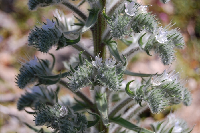 Monte Pellegrino (PA) - Echium italicum s.l.