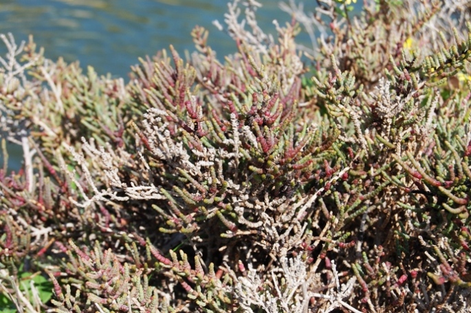 Salicornia?