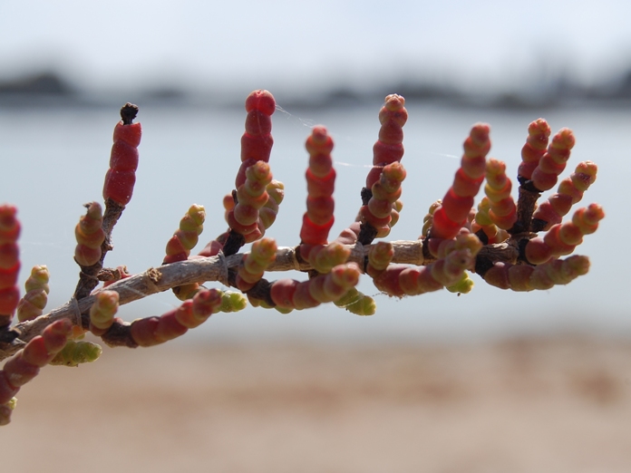 Salicornia?