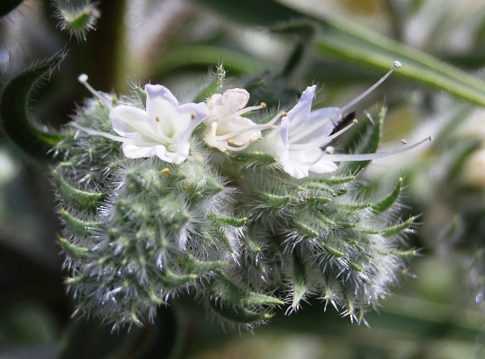 Monte Pellegrino (PA) - Echium italicum s.l.